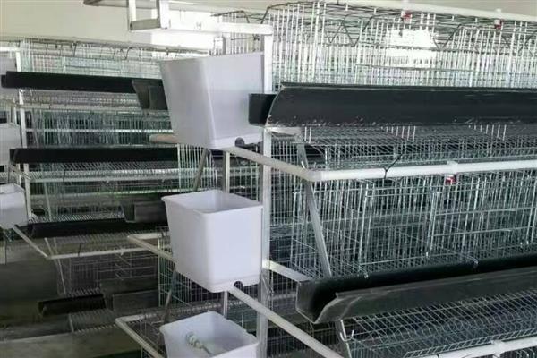 怎么搭建鸡笼，选择地势平坦且排水性良好的地方