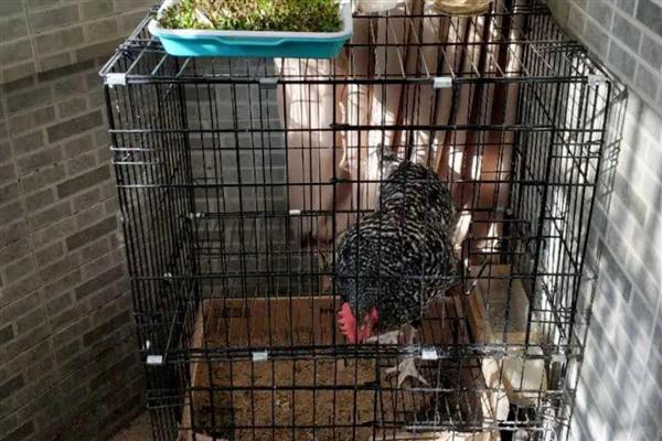 怎么搭建鸡笼，选择地势平坦且排水性良好的地方