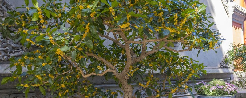 北方地区能不能在院中栽培桂花树，可以种植但冬季要做好保暖措施