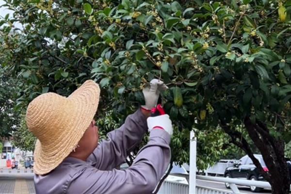北方地区能不能在院中栽培桂花树，可以种植但冬季要做好保暖措施