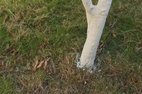 北方地区能不能在院中栽培桂花树，可以种植但冬季要做好保暖措施