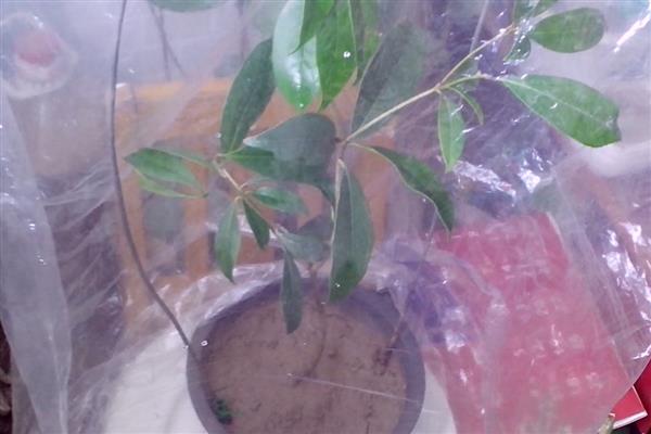 北方地区能不能在院中栽培桂花树，可以种植但冬季要做好保暖措施