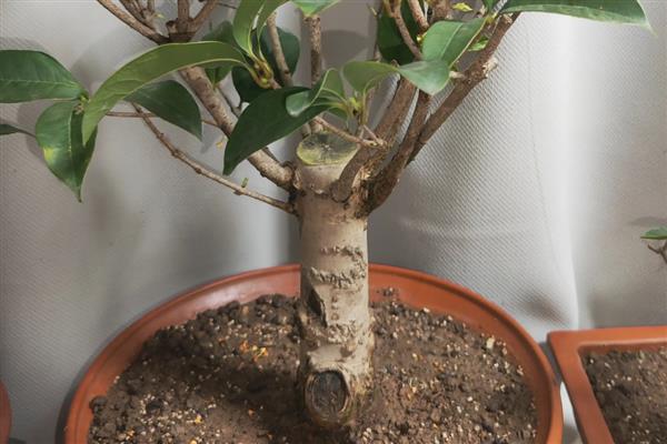 北方地区能不能在院中栽培桂花树，可以种植但冬季要做好保暖措施
