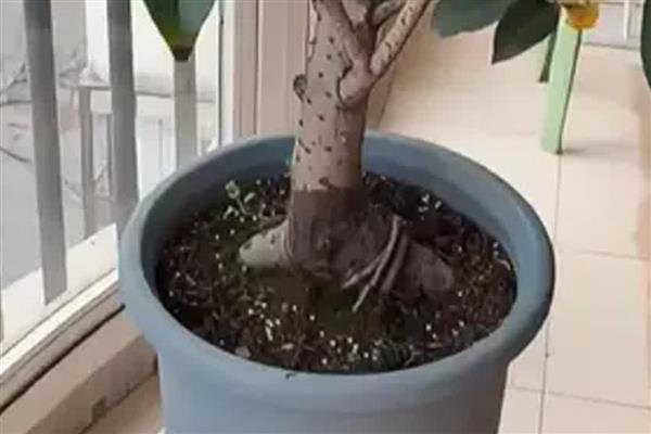 北方地区能不能在院中栽培桂花树，可以种植但冬季要做好保暖措施