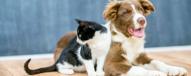 猫狗为什么会难产，主要有以下两个原因