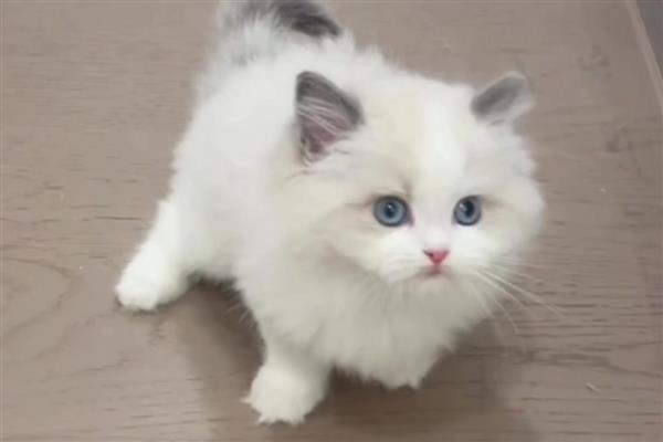 猫狗为什么会难产，主要有以下两个原因