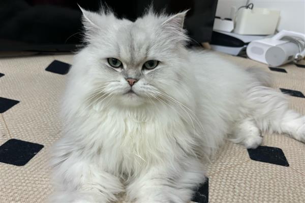 猫狗为什么会难产，主要有以下两个原因