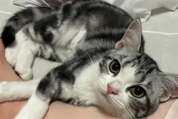 猫狗为什么会难产，主要有以下两个原因