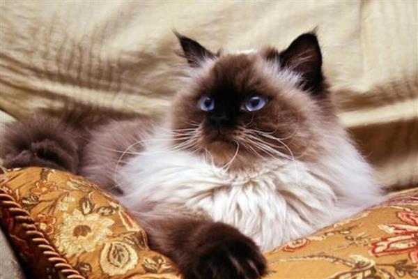 猫狗为什么会难产，主要有以下两个原因