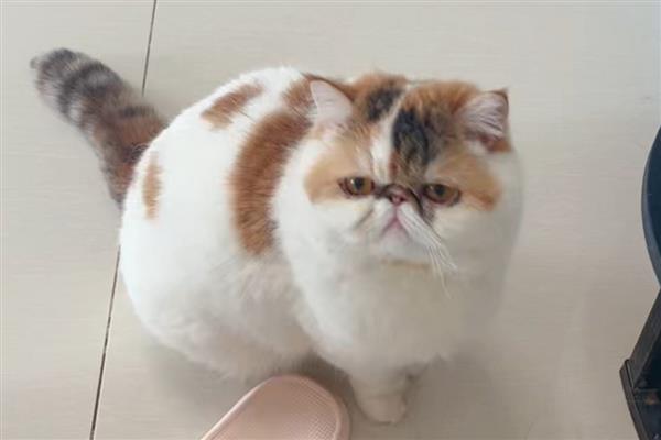 猫狗为什么会难产，主要有以下两个原因
