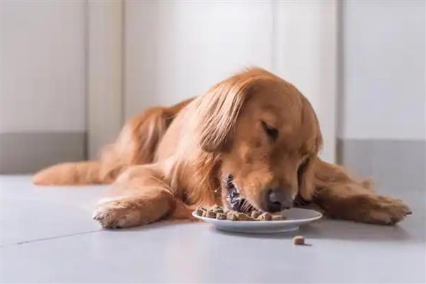 猫狗为什么会难产，主要有以下两个原因