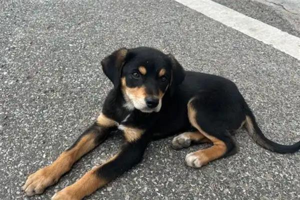 猫狗为什么会难产，主要有以下两个原因