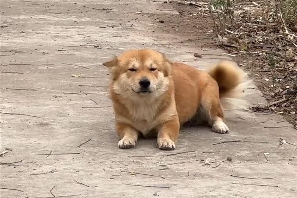 猫狗为什么会难产，主要有以下两个原因