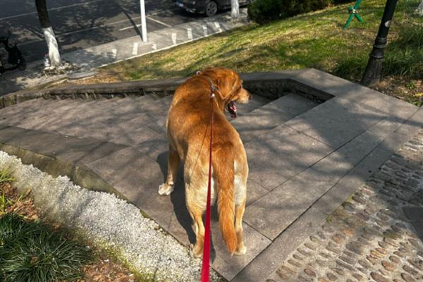 猫狗为什么会难产，主要有以下两个原因