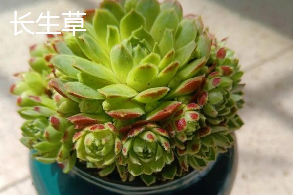 哪些多肉适合在冬季养殖，常见长生草、碧桃、胧月等品种