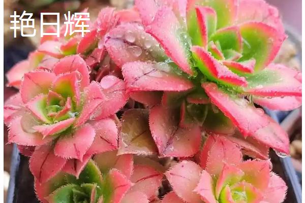 哪些多肉适合在冬季养殖，常见长生草、碧桃、胧月等品种