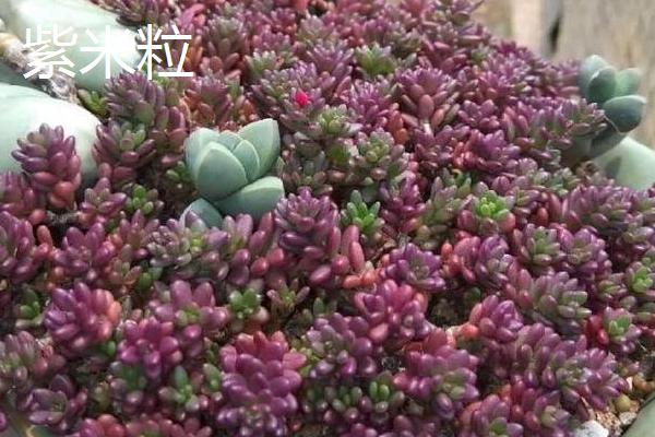 哪些多肉适合在冬季养殖，常见长生草、碧桃、胧月等品种