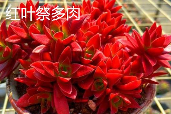 哪些多肉适合在冬季养殖，常见长生草、碧桃、胧月等品种
