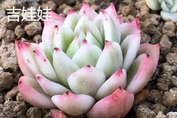 哪些多肉适合在冬季养殖，常见长生草、碧桃、胧月等品种