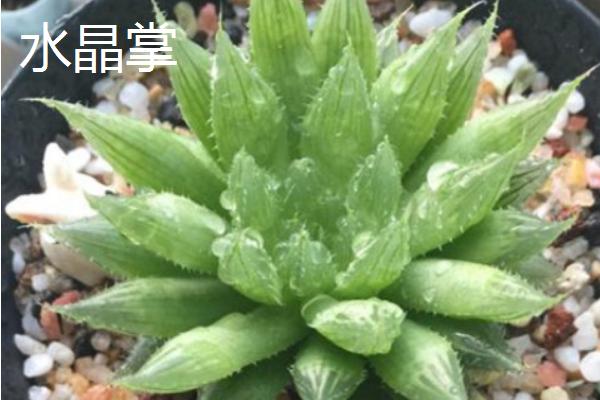 哪些多肉适合在冬季养殖，常见长生草、碧桃、胧月等品种