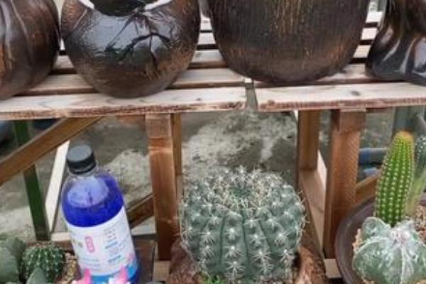 怎么养殖金琥，春秋天每周施肥一次