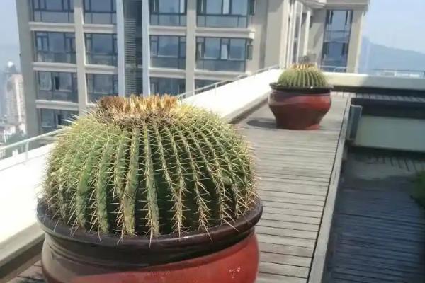 怎么养殖金琥，春秋天每周施肥一次