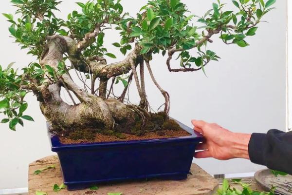 榕树叶子发黄的原因，可能是浇水过多所致