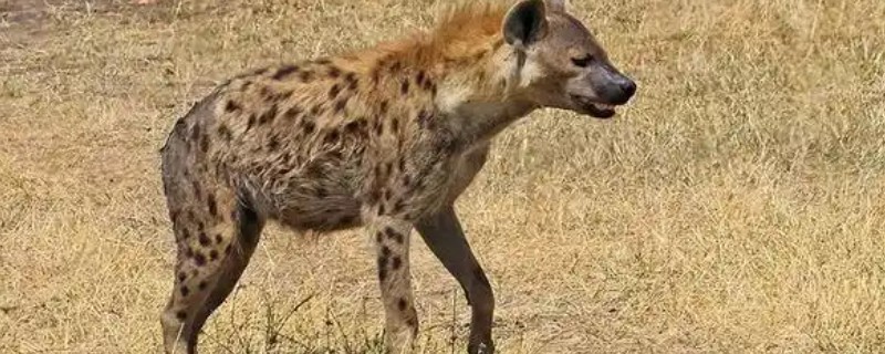 斑鬣狗的繁殖方法，繁殖方法是胎生