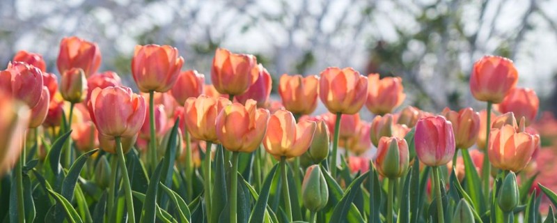郁金香的开花时间，北方地区大多在3-5月份开放