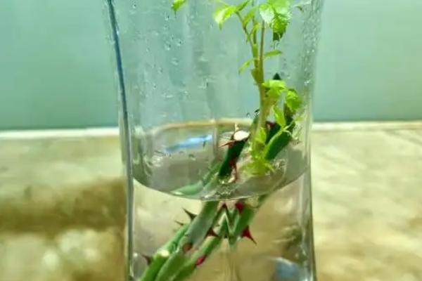 如何水插月季，要选用半木质且无病虫害的枝条