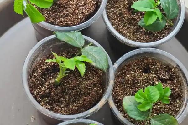 如何水插月季，要选用半木质且无病虫害的枝条