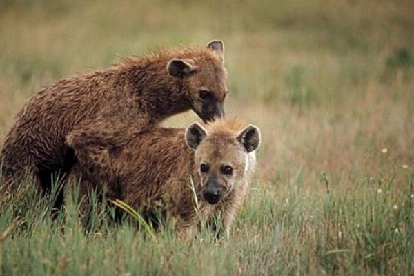 斑鬣狗的繁殖方法，繁殖方法是胎生