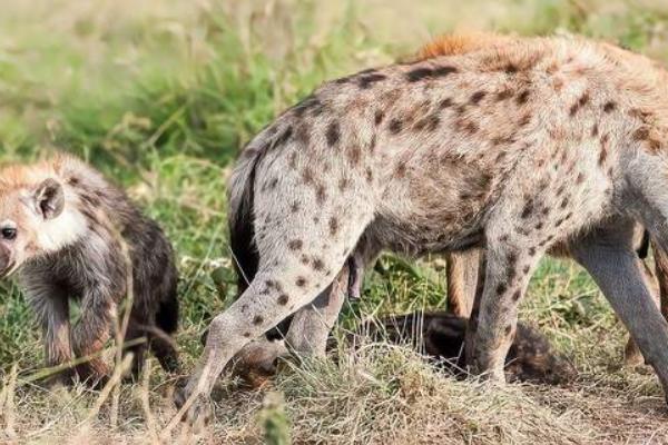 斑鬣狗的繁殖方法，繁殖方法是胎生