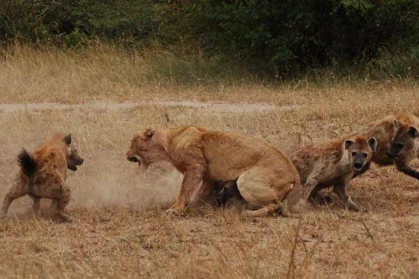 斑鬣狗的繁殖方法，繁殖方法是胎生