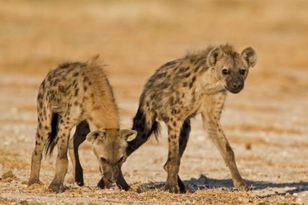 斑鬣狗的繁殖方法，繁殖方法是胎生