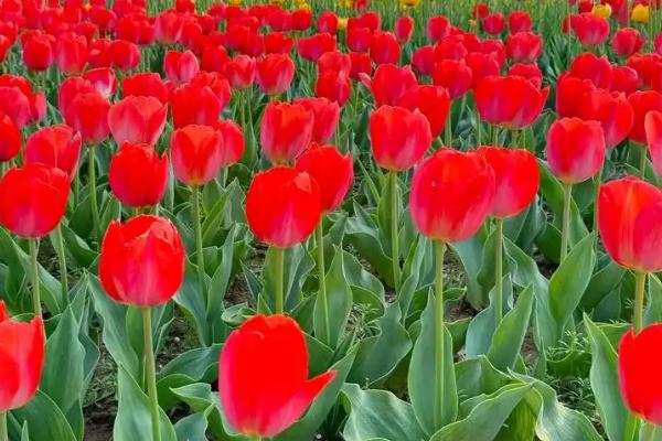 郁金香的开花时间，北方地区大多在3-5月份开放
