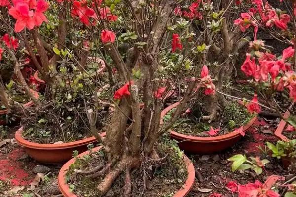 映山红适合什么时候下山桩，以10月份至翌年4月底为宜