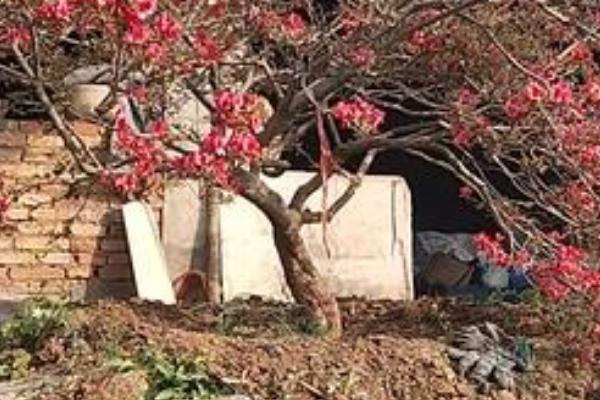映山红适合什么时候下山桩，以10月份至翌年4月底为宜