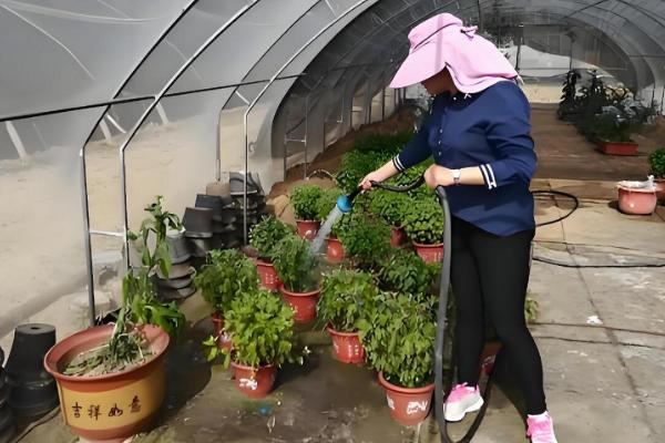 蓝目菊花期的种植方法，需合理浇水、科学施肥等