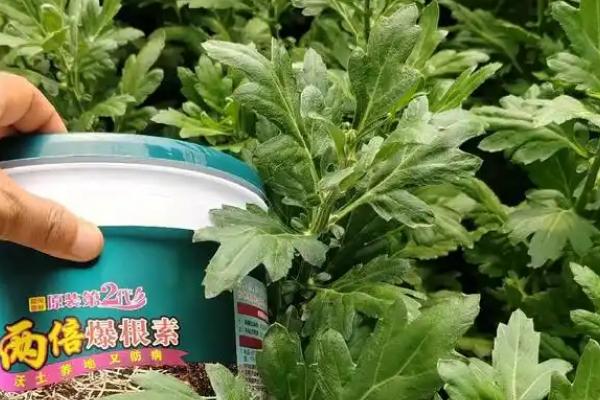 蓝目菊花期的种植方法，需合理浇水、科学施肥等
