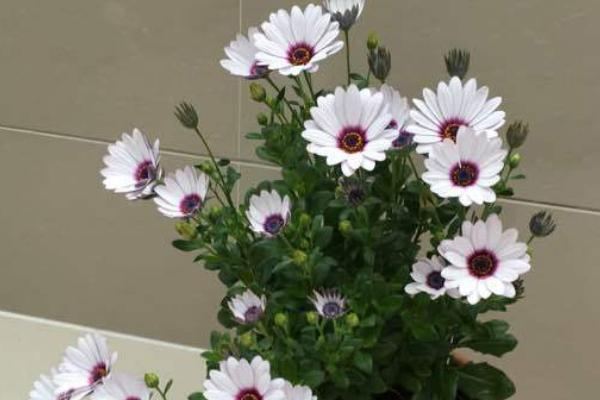 蓝目菊花期的种植方法，需合理浇水、科学施肥等