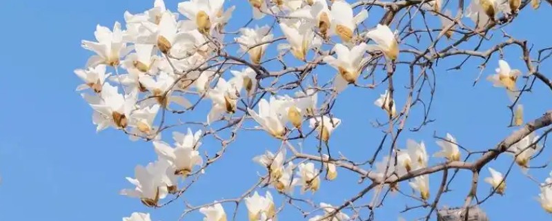 白玉兰与紫玉兰有什么区别，形态、花期、果实和习性均不同