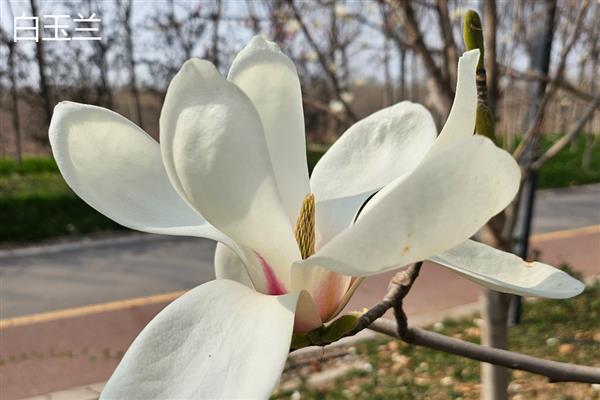 白玉兰与紫玉兰有什么区别，形态、花期、果实和习性均不同