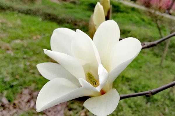 白玉兰与紫玉兰有什么区别，形态、花期、果实和习性均不同