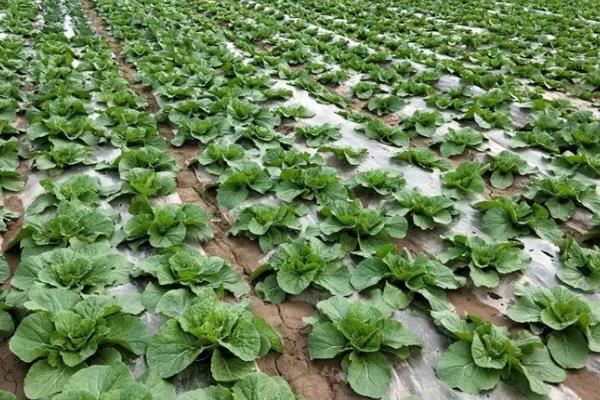 春白菜怎么施肥，莲座期可亩施农家肥1500公斤