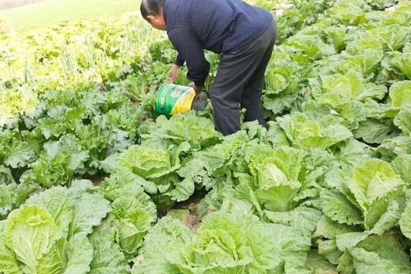 春白菜怎么施肥，莲座期可亩施农家肥1500公斤