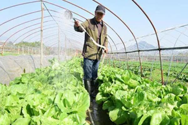 春白菜怎么施肥，莲座期可亩施农家肥1500公斤