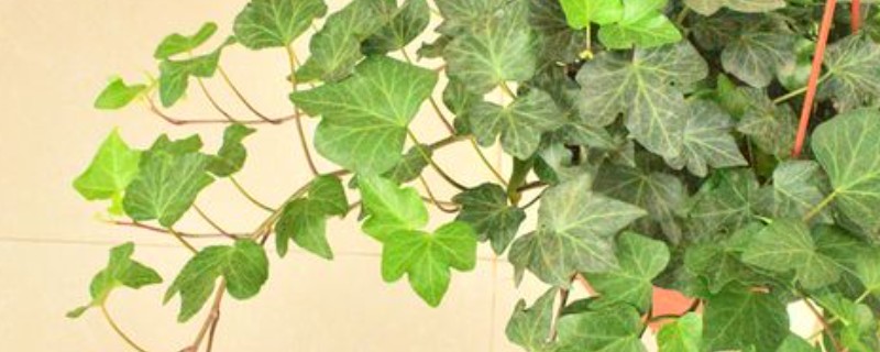 家里为什么不适合养藤蔓类植物，风水学认为此类植物容易招阴气