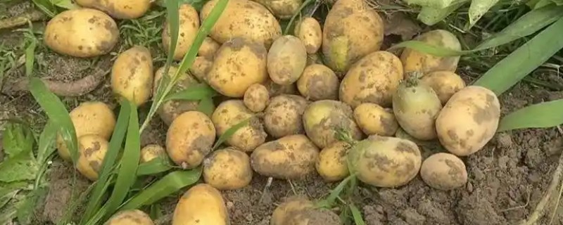 六七月份能种土豆吗，六七月份不可种土豆