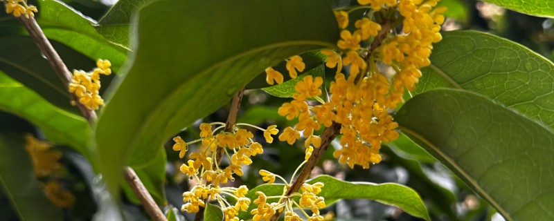 哪种植物具有浓郁的花香味，常见桂花、茉莉花、水仙花等品种